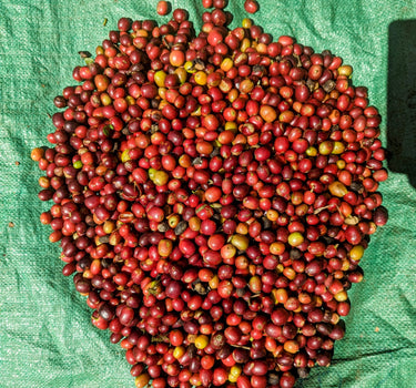 Robusta - Natural